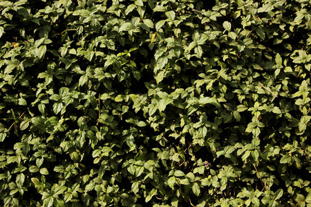 Beautiful green leafs background and texture in sunlight