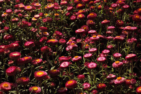 A Beautiful Magentas Helichrysum Flower Background And Textureの写真素材