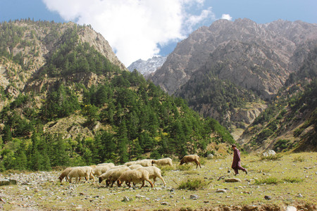 Young shepherd with his lambs in the mountains in swat valley, Mataltan, Pakistan 14-10-2015のeditorial素材