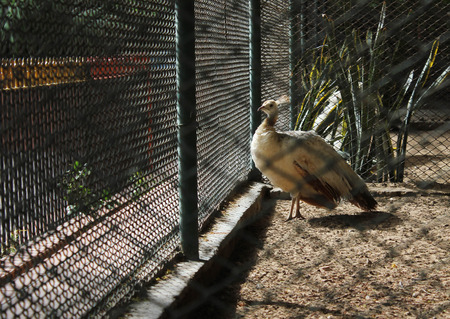 White peacock in cage in the zoo in sun lightのeditorial素材