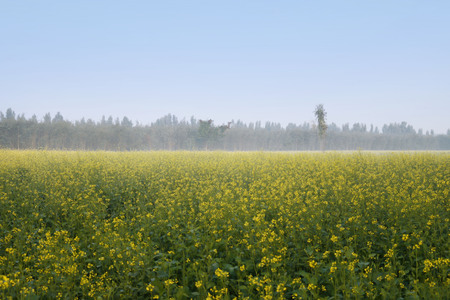 Beautiful Mustard Fields with blue sky の写真素材