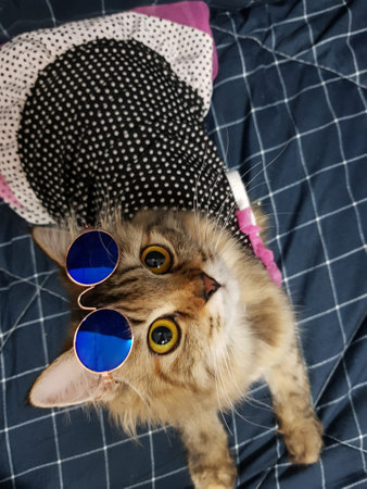 Cute cat with sunglasses lying on blue checkered plaidの写真素材