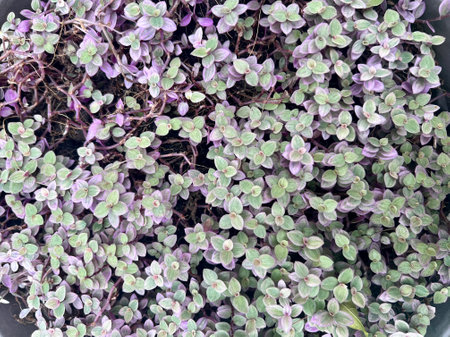 Purple and green oregano in a pot, stock photoの写真素材
