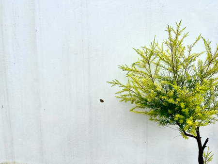 Green tree on white cement wall texture background with copy space for design