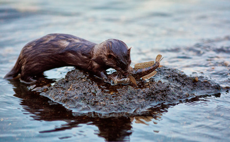 victimの写真素材