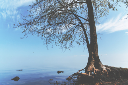Lonely tree on the sea to the sky as a backdropの写真素材