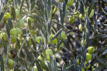 Olive tree with leaves, natural sunny agricultural food background. Harvesting olives in Sicily village, Italy. Toned imageの写真素材