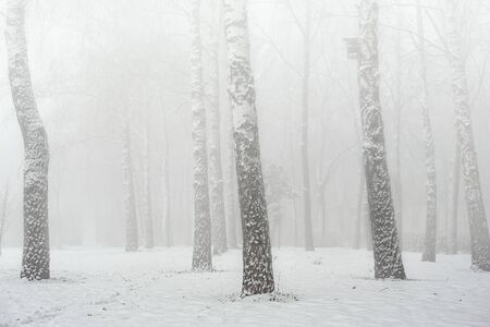 Fog in the winter forest. Lying snow. The trees are shrouded in fog. Light background.の写真素材