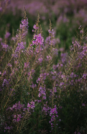 Summer pink wildflowers. Natural lighting against the setting sun.