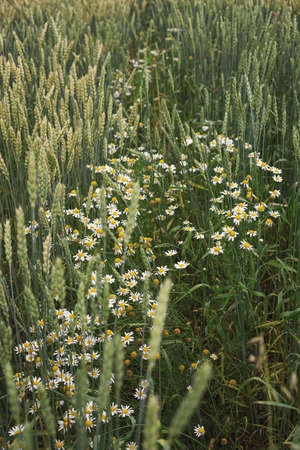 White daisies grow in a field between ears of wheat or rye.の写真素材
