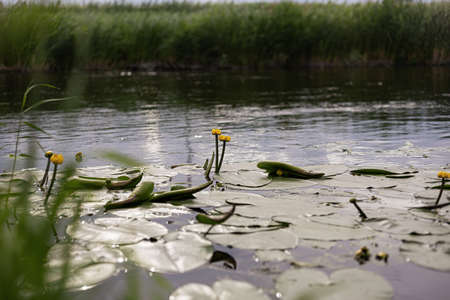 Yellow water-lily (Nuphar lutea) plant with green leaves, yellow flowerの写真素材