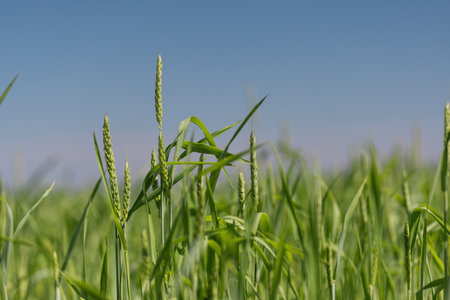Macro close up of fresh ears of young green wheat in spring field. agriculture scene.の写真素材