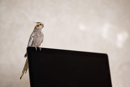 A cockatiel sitting on a computer monitor with a blurry background