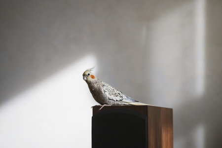 Female Cockatiel bird aka Nymphicus hollandicus.の写真素材