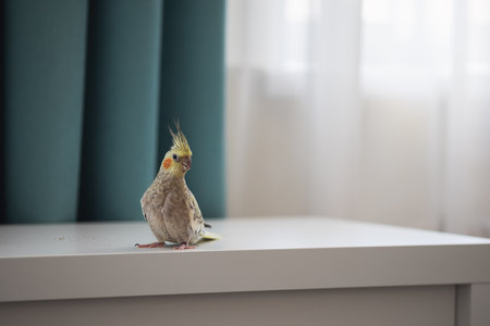 Female Cockatiel bird aka Nymphicus hollandicus.の写真素材