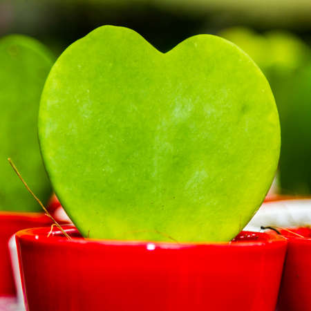 Plant, leaf in the shape of a heart in a red potの写真素材