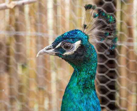 Peacock standing in profile on the background of reed fenceの写真素材