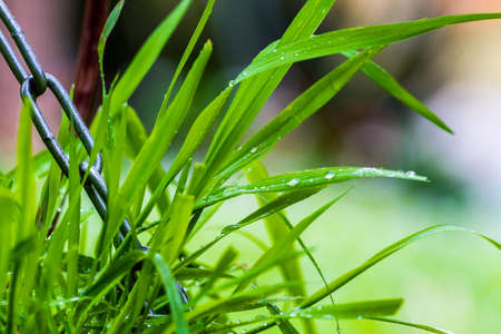 Green grass covered with water droplets, close upの写真素材