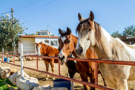 Horses of different coat colors in the corral look into the frameのeditorial素材