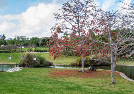 Blooming tree with red flowers near the pond in the park in Tel Aviv, Israelの写真素材