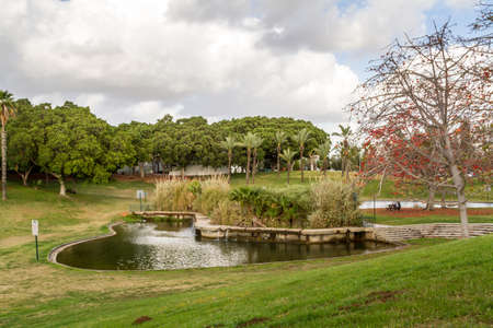 Blooming tree with red flowers near the pond in the park in Tel Aviv, Israelの写真素材