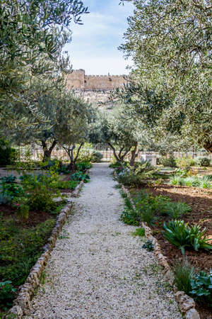 View of the Golden Gate or the Gate of Mercy from Garden of Gethsemane in Jerusalem, Israelの写真素材