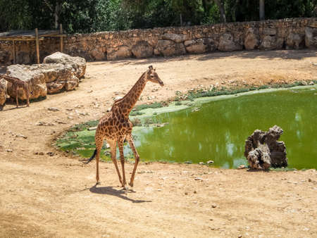 JERUSALEM, ISRAEL - MAY 8: Giraffe in Biblical Zoo in Jerusalem, Israel on May 8, 2016のeditorial素材