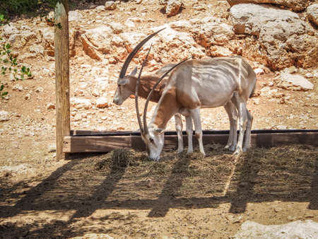 Scimitar oryx or Sahara oryx in Jerusalem Biblical Zoo or The Tisch Family Zoological Gardens, Israelのeditorial素材