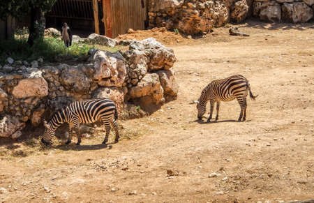 JERUSALEM, ISRAEL - MAY 8: Two zebras in Biblical Zoo in Jerusalem, Israel on May 8, 2016のeditorial素材
