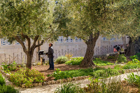 Old olive trees in the garden of Gethsemane on the Mount of Olives in Jerusalem.の写真素材