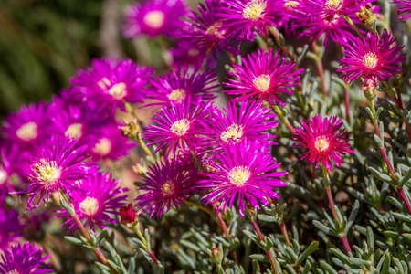 Lampranthus - magenta flowers with succulent leaves, hardy ice plant genus in the family Aizoaceae,...
