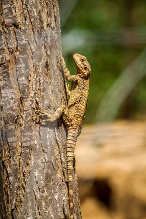 Stellagama stellio - genus desert lizards in the family Agamidae, fauna of Israelの写真素材