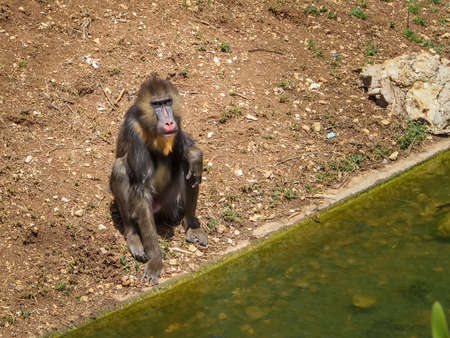 JERUSALEM, ISRAEL - MAY 8: Mandrill Monkey or Mandrillus sphinx in Biblical Zoo in Jerusalem, Israel on May 8, 2016のeditorial素材