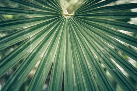 Fan leaf of a sabal palm also known as cabbage palmetto. Close-up, selected focusの写真素材