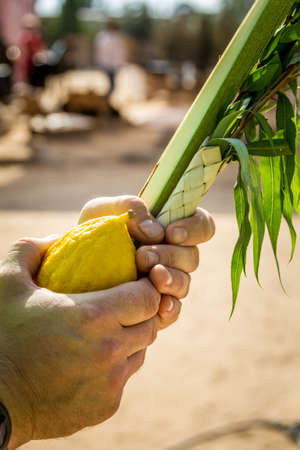 Four species: etrog, lulav, hadas and aravah, symbols for Jewish holiday Sukkotの写真素材