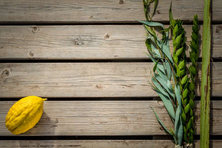 Four species: etrog, lulav, hadas and aravah, symbols for Jewish holiday Sukkotの写真素材
