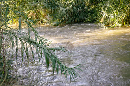 View of the slow river flow and the bushes growing along the banks of the Jordan River in Israel, close-up.の写真素材