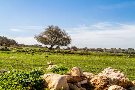 The tree is growing on a green meadow between bouldersの写真素材