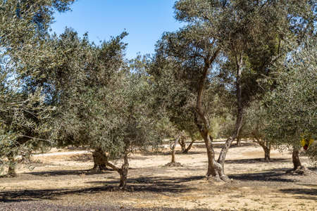 Olive trees in the garden in Kibbutz Sde Boker in the Negev desert, Israelの写真素材