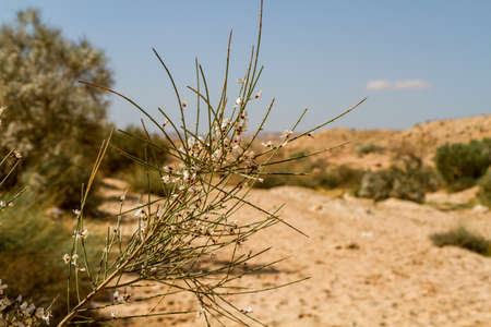 Desert landscape, branch with white flowers in Negev desert, Israelの写真素材