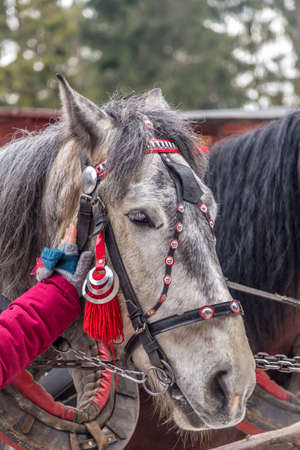 Gray horse in harness, close-up horse head in bridle decorated with metal tacksの写真素材