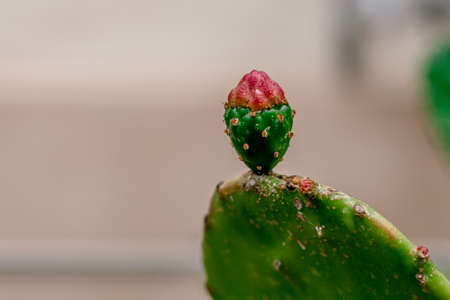 Leaf of Prickly Pear cactus with fruit and flower bud, close-upの写真素材