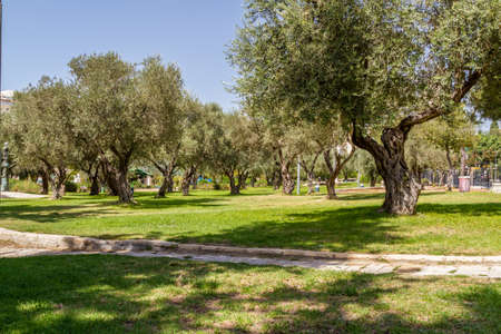 Olive trees in the one of the park in Jerusalem, Israelの写真素材