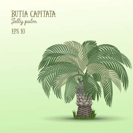 Date palm tree, Butia capitata.のイラスト素材