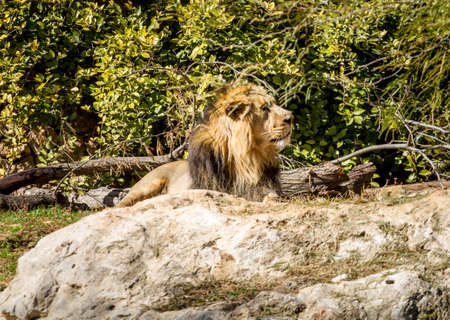 JERUSALEM, ISRAEL - JANUARY 23: The Asiatic Lion lying on stone in Biblical Zoo in Jerusalem, Israel...