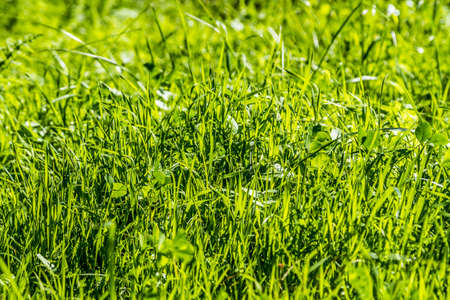 Green lawn, grass background texture close-up, selective focusの写真素材