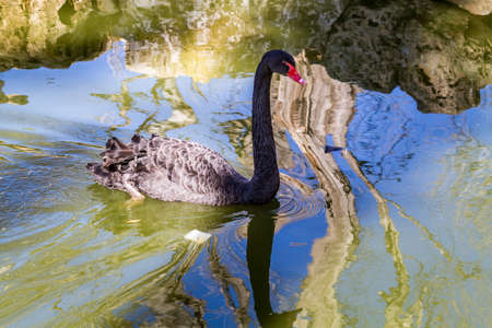 JERUSALEM, ISRAEL - JANUARY 23: The Australian black swan, the Biblical Zoo in Jerusalem, Israel on January 23, 2017のeditorial素材