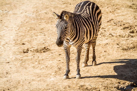 JERUSALEM, ISRAEL - JANUARY 23: Zebra in Biblical Zoo in Jerusalem, Israel on January 23, 2017