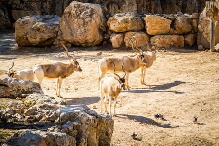 JERUSALEM, ISRAEL - MAY 8: The Addax, White antelope or screwhorn antelope in Biblical Zoo in Jerusalem, Israel on January 23, 2017のeditorial素材