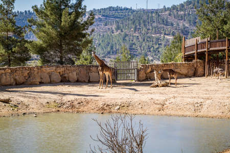 JERUSALEM, ISRAEL - JANUARY 23: Zebra in Biblical Zoo in Jerusalem, Israel on January 23, 2017のeditorial素材